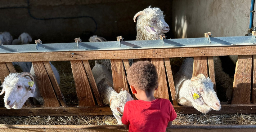 vacances-la-ferme-dans-le-loiret-4-exp-riences-avec-les-animaux